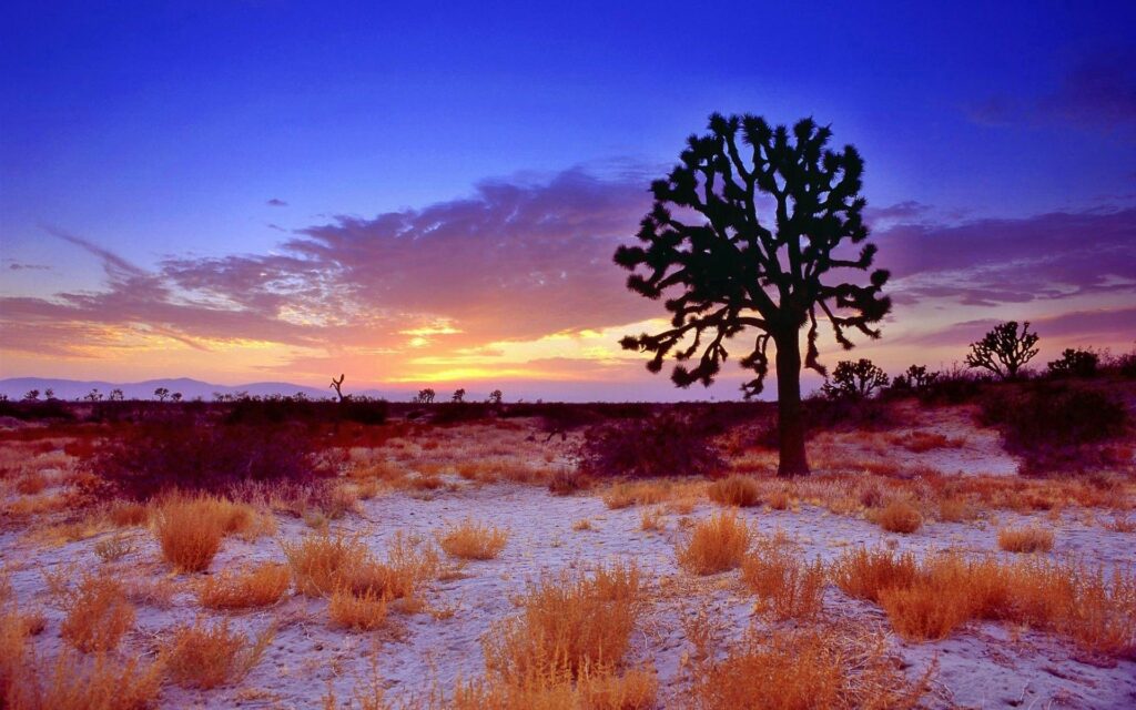 Vibrant purple orange gold sunset over Joshua trees and dry grass in serene open landscape wallpaper