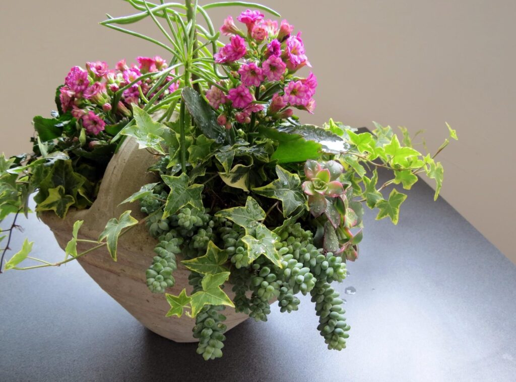 Vibrant Kalanchoe Plant Wallpaper: Pink Flowers & Green Foliage