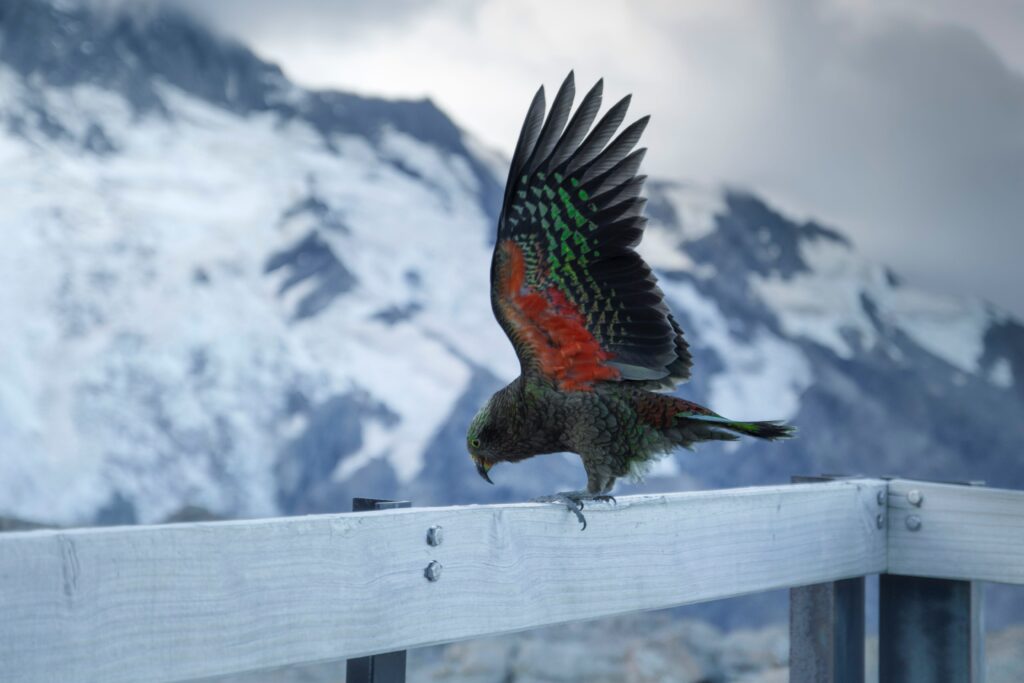 Vibrant Kea Parrot Spreads Wings Amid Stunning Snowy Mountain Scene Wallpaper