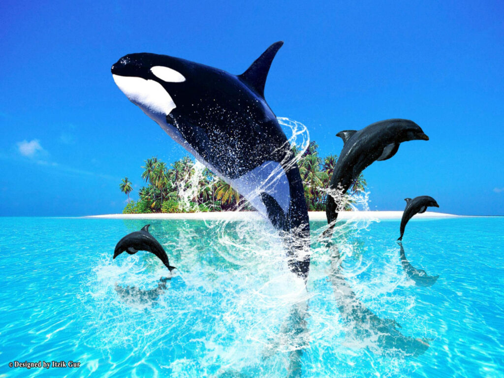 Stunning Orca Leaping Wallpaper: Tropical Beauty & Playful Dolphins