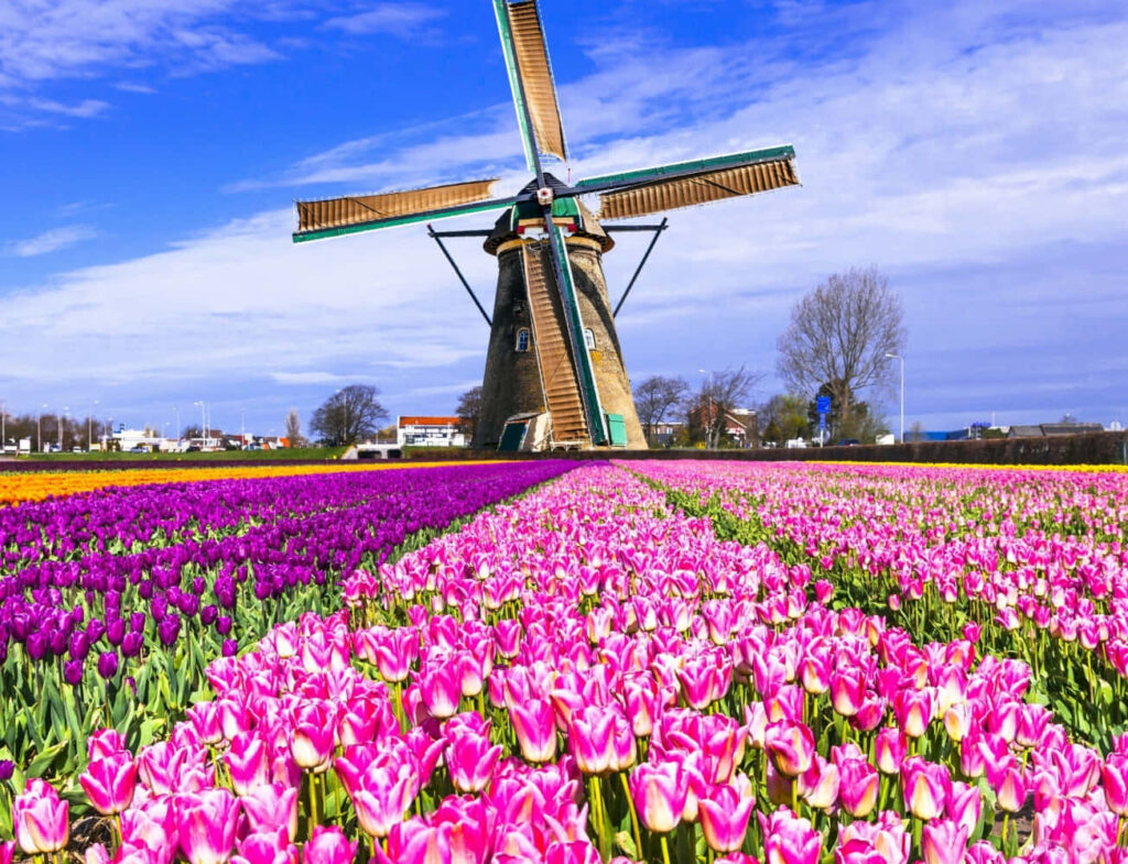 Stunning Kinderdijk Windmills & Colorful Tulips - Wallpaper Background