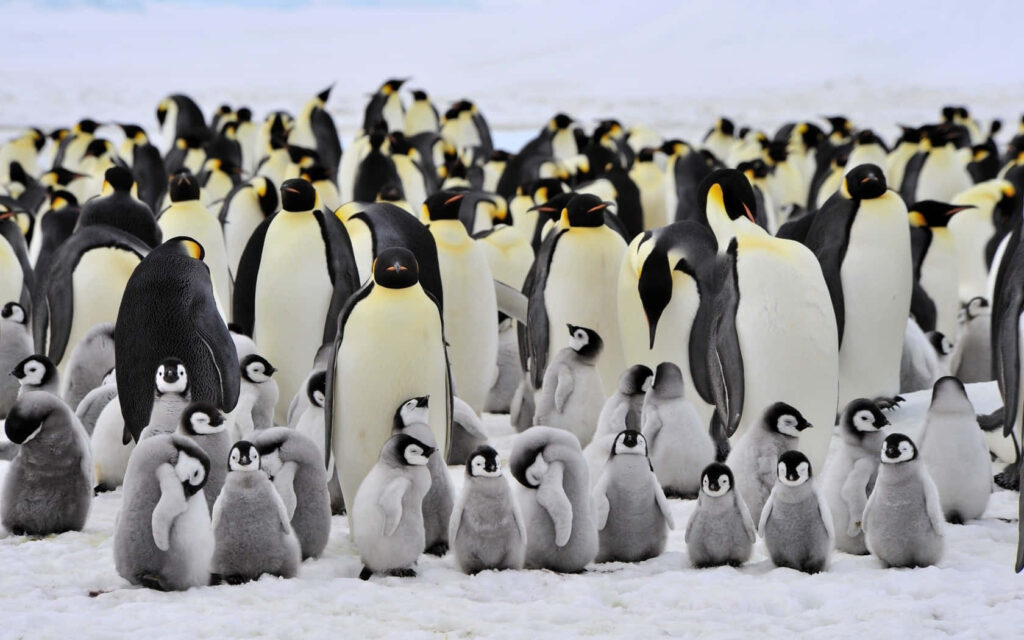 Vibrant King Penguins & Chicks in Snowy Landscape Wallpaper