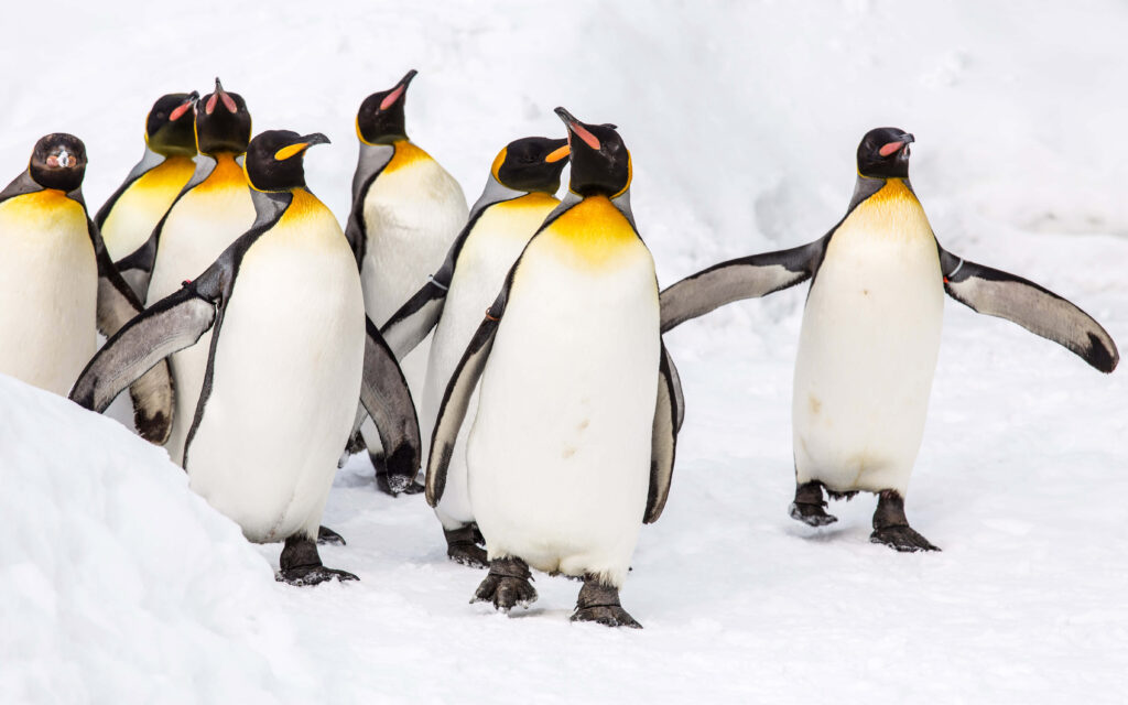 Vibrant King Penguins Parade on Snowy Wallpaper Background