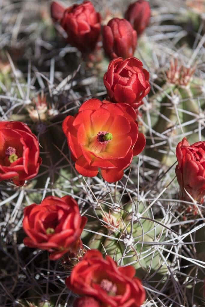 Vibrant Kingcup Cactus Blooms with Red Flowers - Stunning Wallpaper