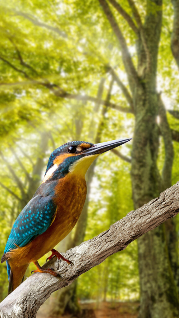 Vibrant Kingfisher 4K UHD Wallpaper in Lush Forest Background