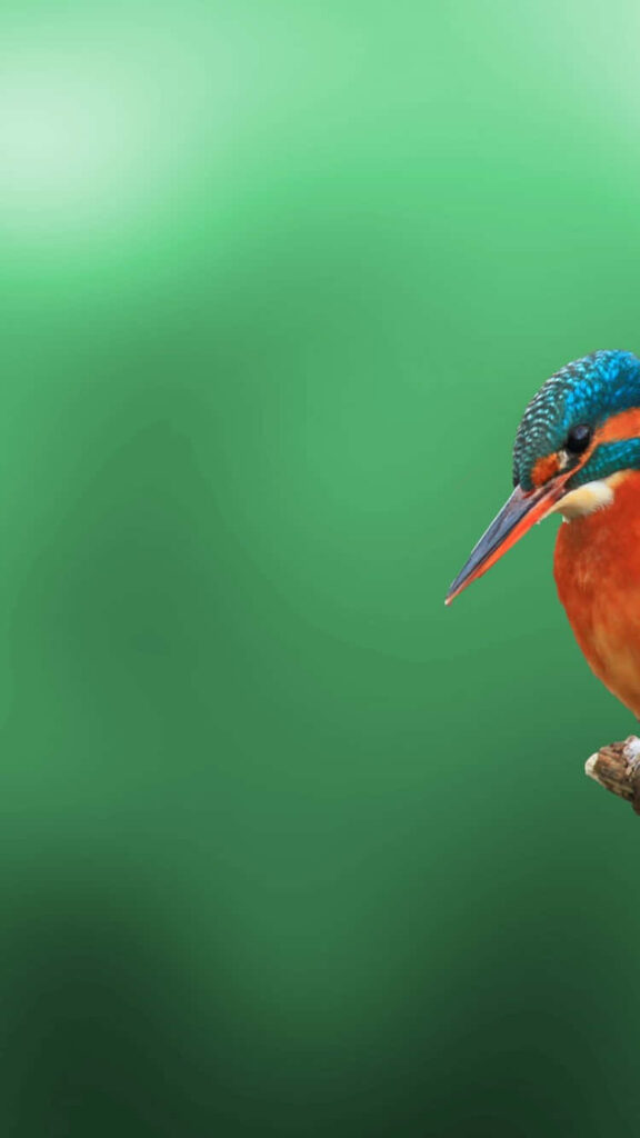 Vibrant Kingfisher Wallpaper: Stunning Close-Up on Soft Green Background