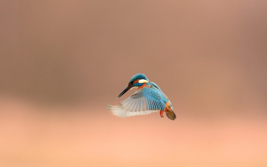 Vibrant Kingfisher in Mid-Flight Wallpaper – Colorful Bird Scene