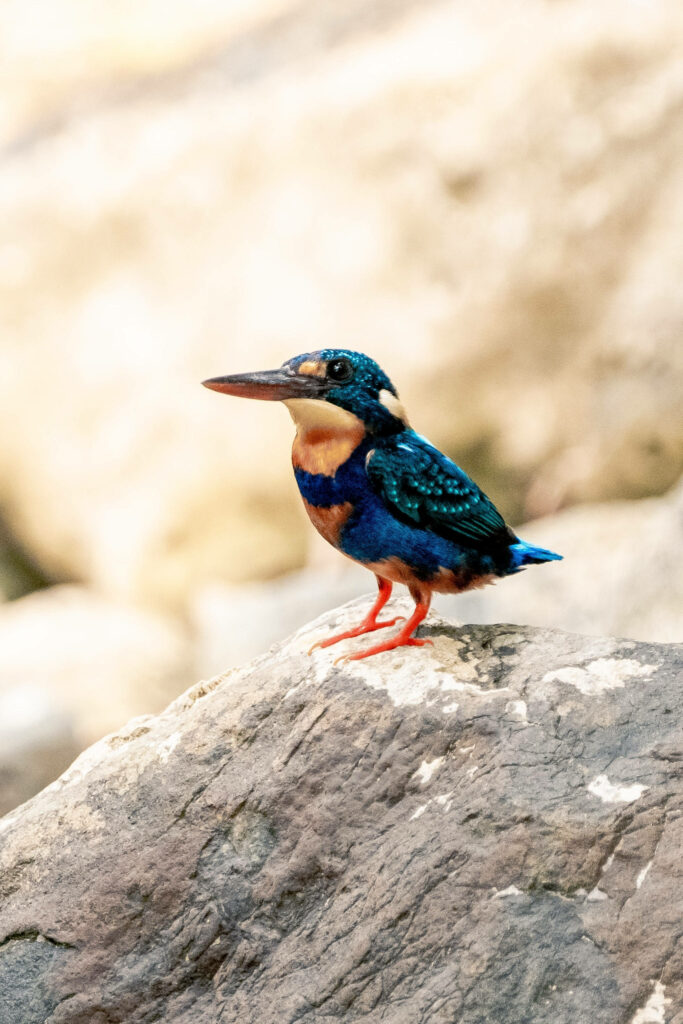 Vibrant Kingfisher Wallpaper: Blue & Orange Beauty in Nature