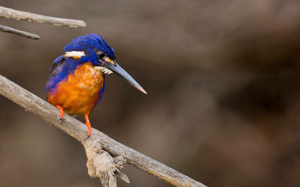 Vibrant Kingfisher Wallpaper: Kakadu Birdlife Delight