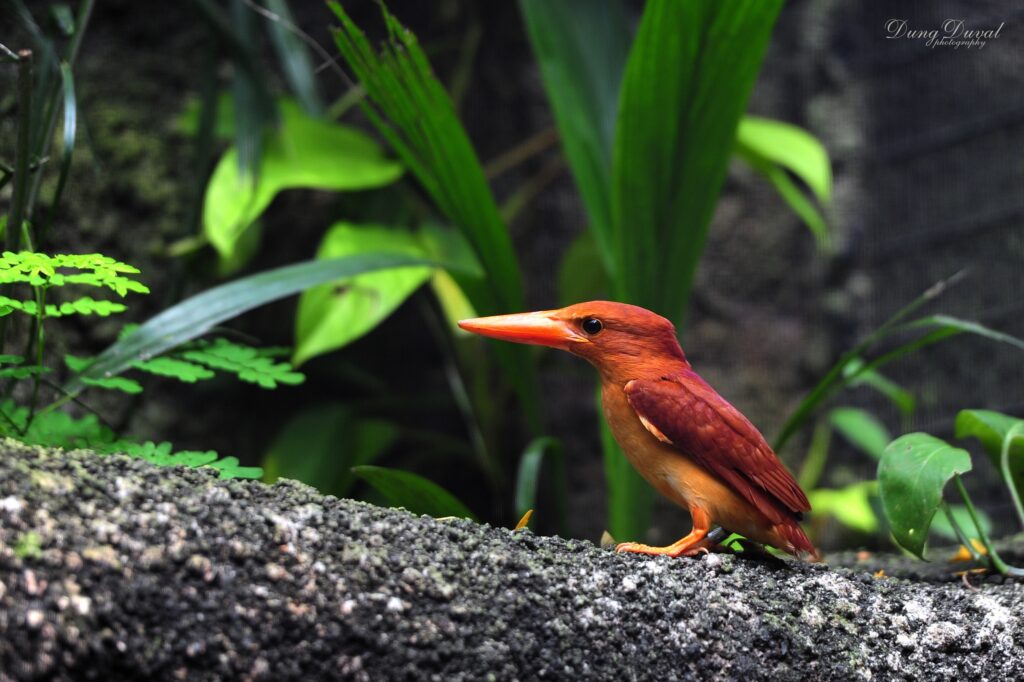 Vibrant Kingfisher Perched on Bark in Serene Nature Background Wallpaper