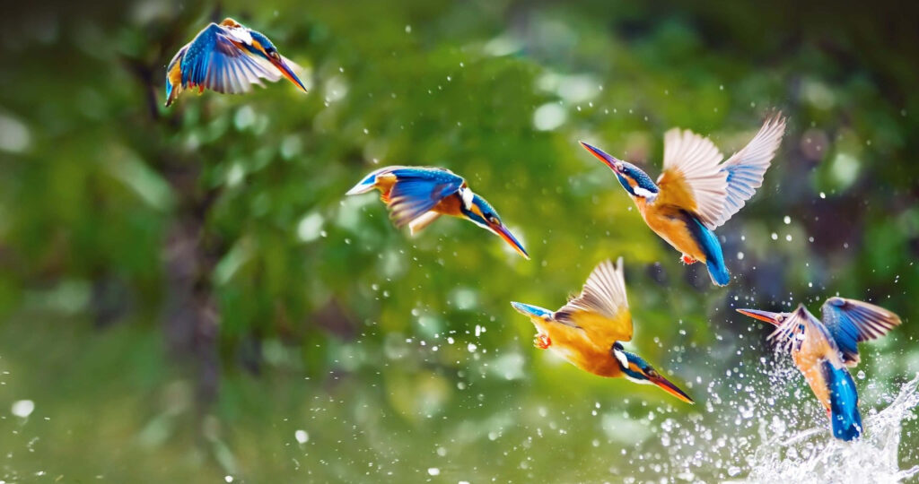 Vibrant Kingfishers in Flight - 4K Wallpaper with Lush Green Background