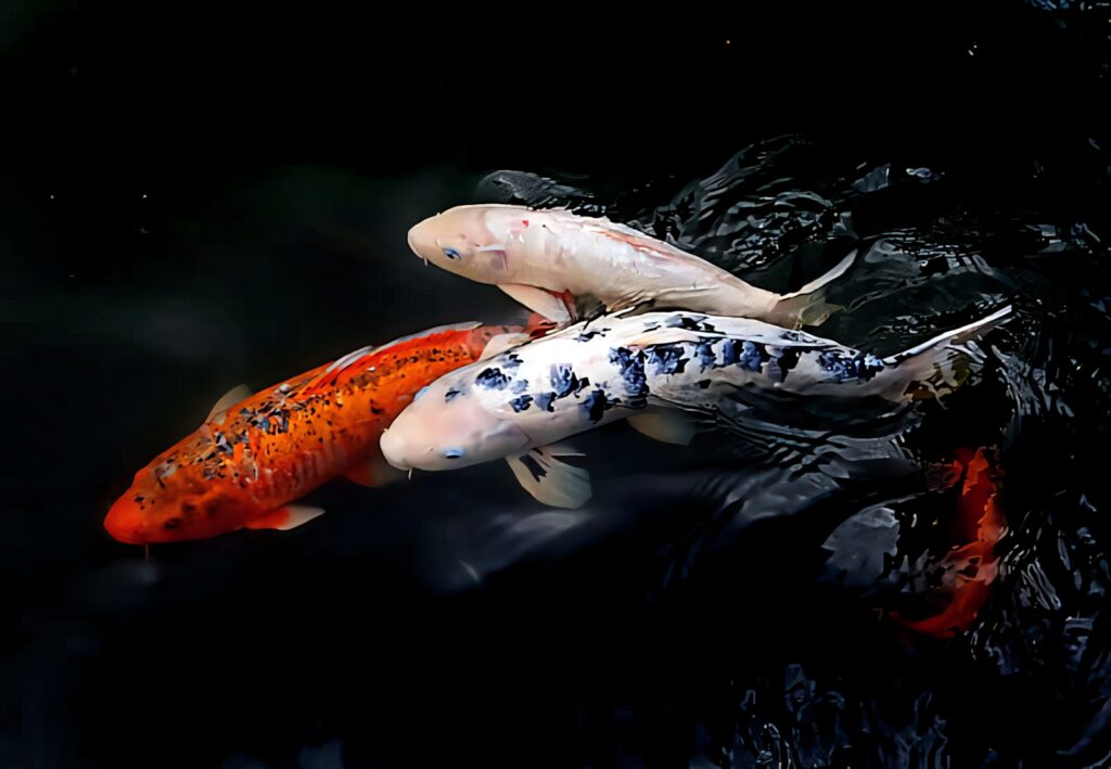 Vibrant Koi Fish Wallpaper: Mesmerizing Aquatic Scene Background