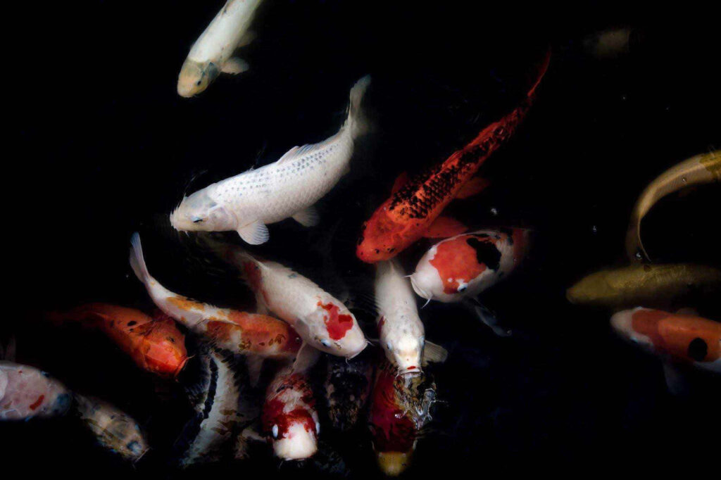 Vibrant Koi Fish Wallpaper: Colorful Art in Dark Waters