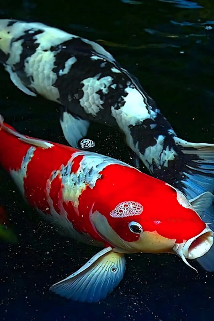 Vibrant Koi Fish Wallpaper: Elegant Dark Water Background