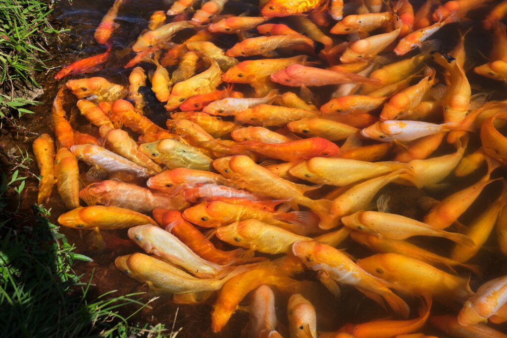 Vibrant Koi Fish Wallpaper: Colorful Pond Scene for Tranquil Background