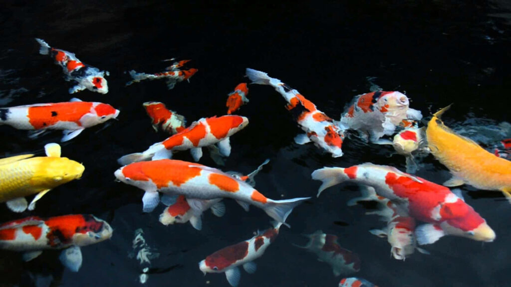 Vibrant Koi Fish Wallpaper: Graceful Aquatic Scene in Dark Water