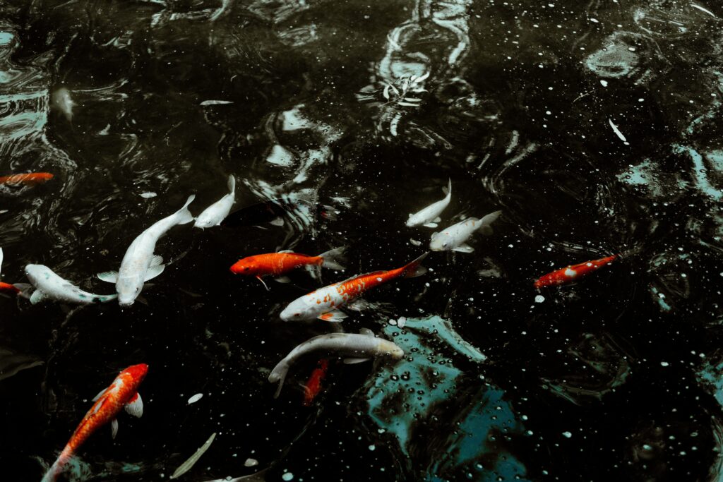 Vibrant Koi Fish Wallpaper: Serene Aquatic Scene for Your Screen