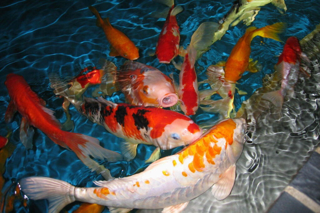 Vibrant Koi Fish Wallpaper: Serene Blue Water & Tranquil Patterns