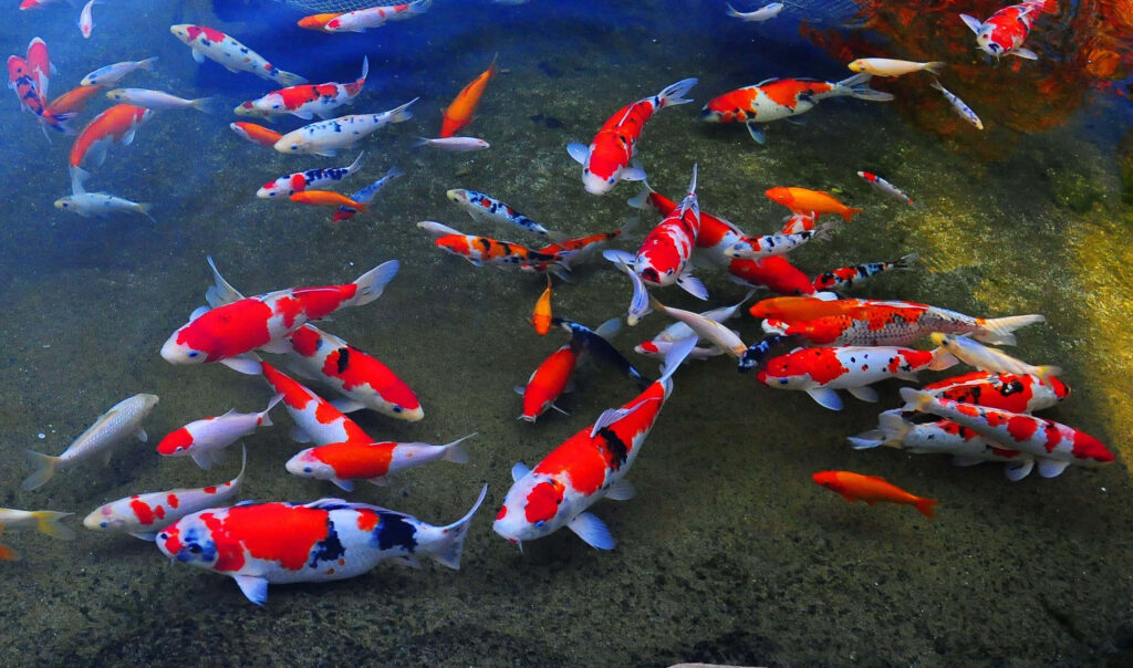 Vibrant Koi Fish Wallpaper: Tranquil Pond Background for Your Screen