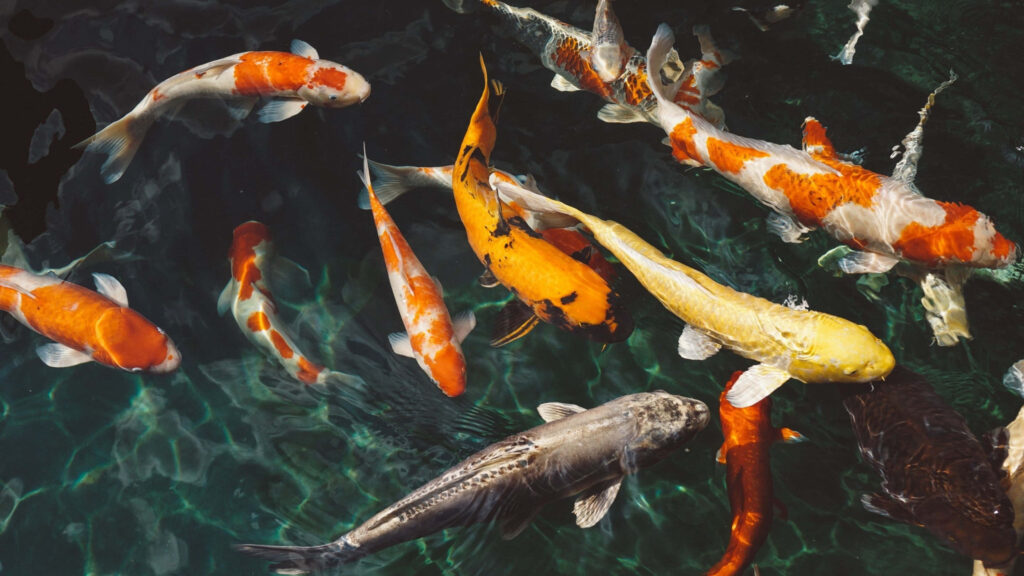 Vibrant Koi Fish Wallpaper: Stunning Aquatic Background Scene