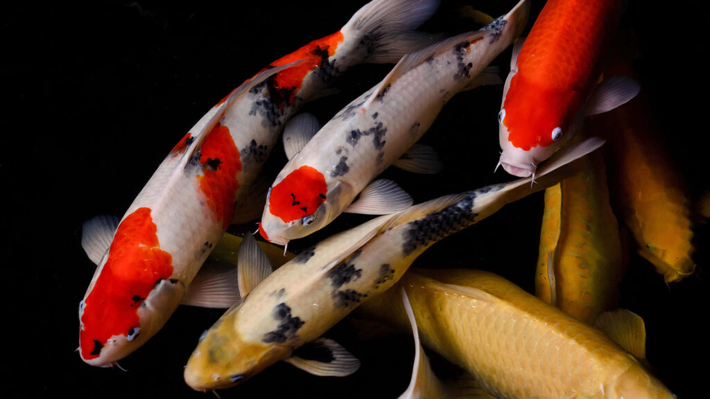 Vibrant Koi Fish Wallpaper: Elegant Red, Orange, White & Gold Background