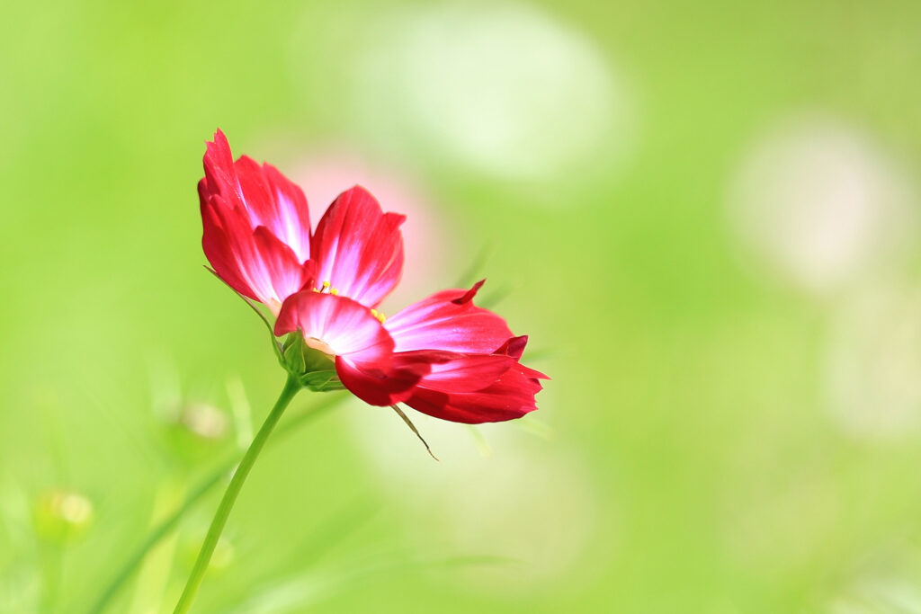 Elegant Kosmeya Flower Macro: Red Petals & Green Background Wallpaper