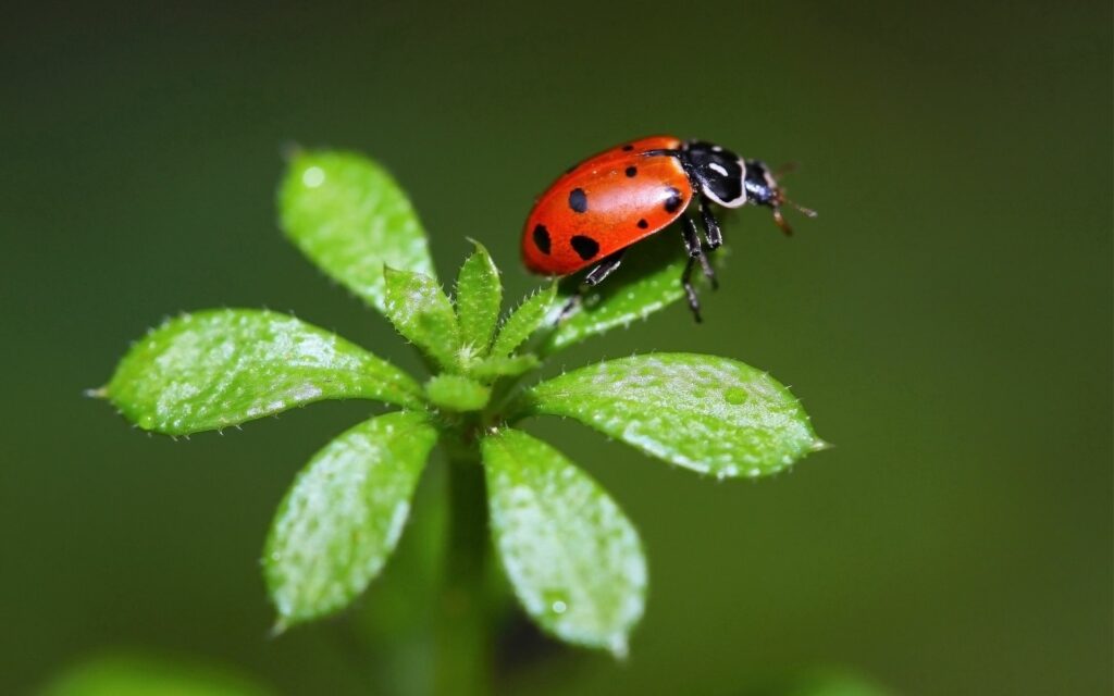 Vibrant Ladybird Wallpaper: Bright Red Bug on Dewy Green Leaf Background
