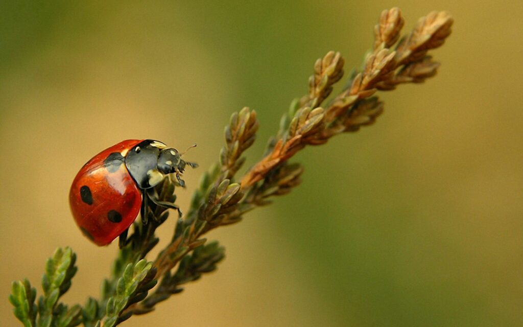 Vibrant Ladybird Close-Up Wallpaper on Delicate Branch