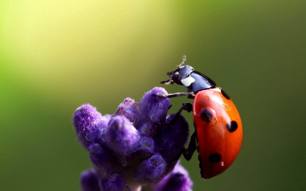 Vibrant Ladybird on Purple Flower - Beautiful Wallpaper Background