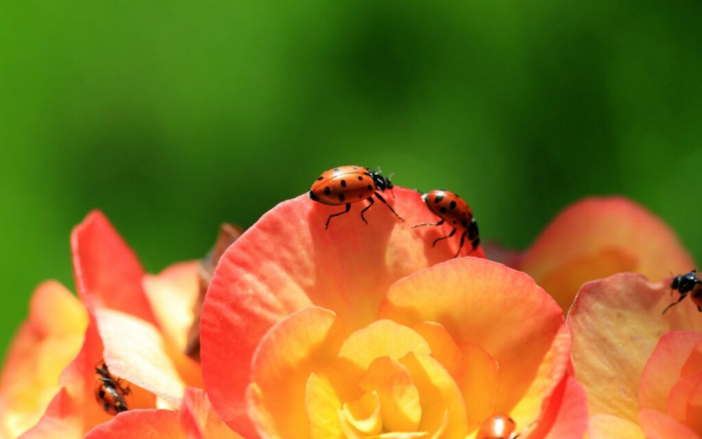 Vibrant Ladybird Wallpaper on Blooming Flower with Green Background