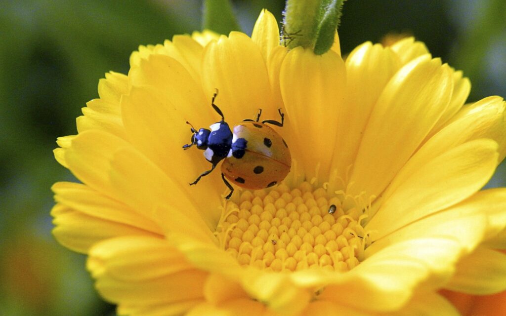 Vibrant Ladybird on Yellow Flower Petals - Colorful Wallpaper Background