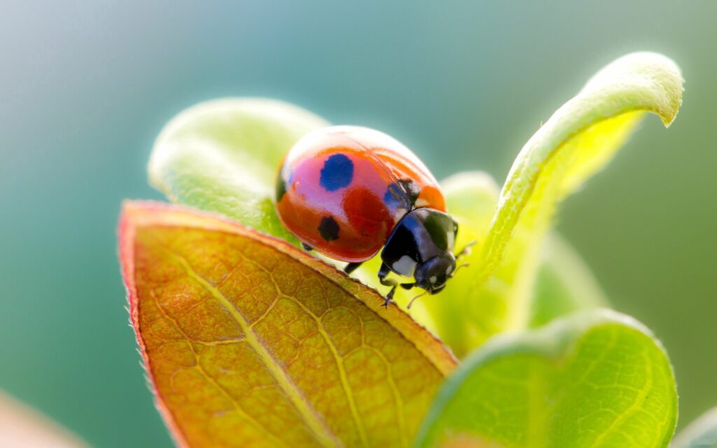 Serene Ladybird Wallpaper: Close-Up on Colorful Leaves and Textures