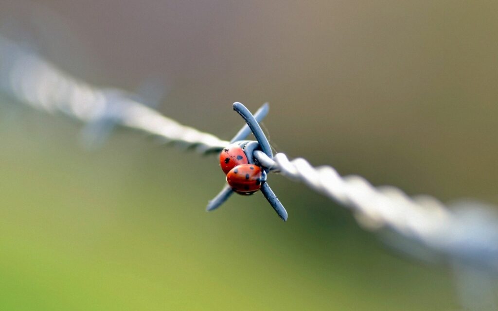 Vibrant Ladybird on Twisted Wire | Soft Blurred Wallpaper Background