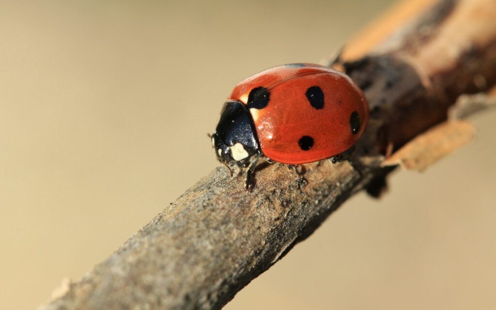 Vibrant Ladybird on Branch - Stunning Wallpaper Background