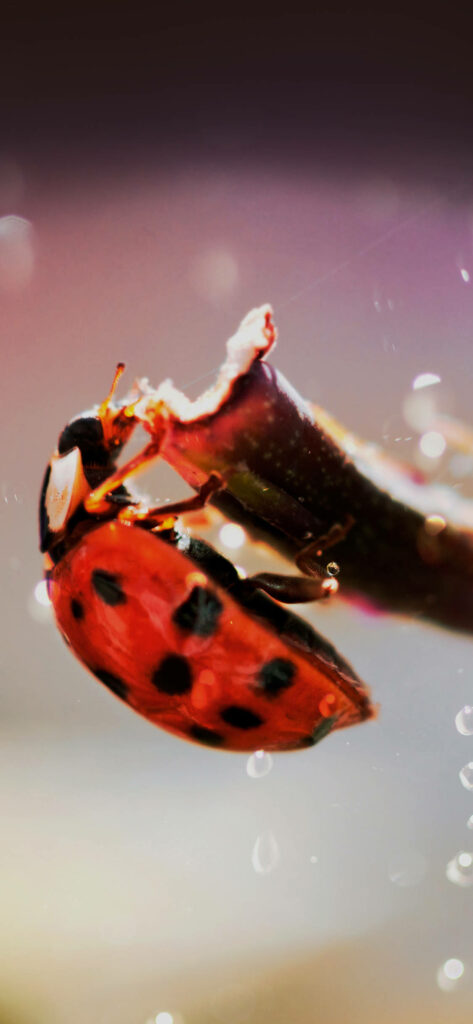 Vibrant Ladybug on Branch: Close-Up Nature Wallpaper
