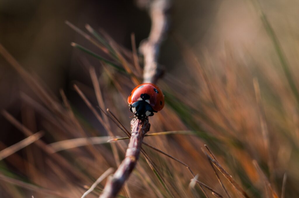 Vibrant Ladybug Close-Up Wallpaper on Serene Natural Background