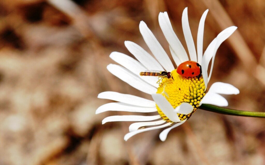 Close-Up Ladybug on Daisy: Vibrant Floral Wallpaper Background