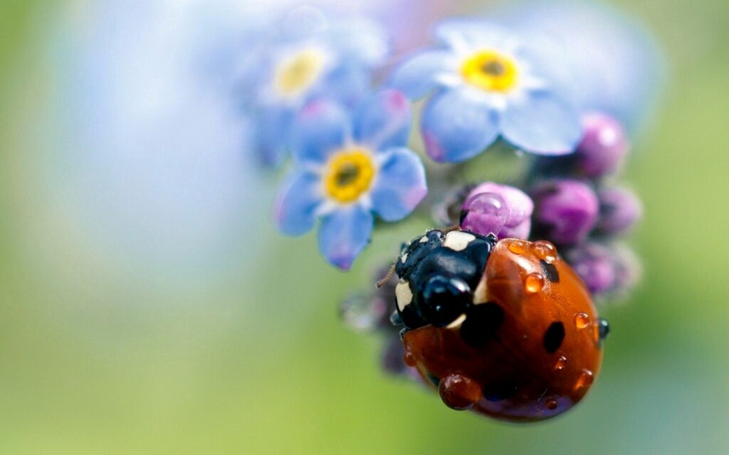 Vibrant Ladybug Wallpaper: Close-Up of Delicate Flowers in a Field
