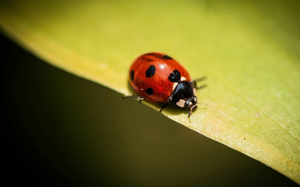 Vibrant Ladybug Close-Up Wallpaper: Nature's Soft Green Background