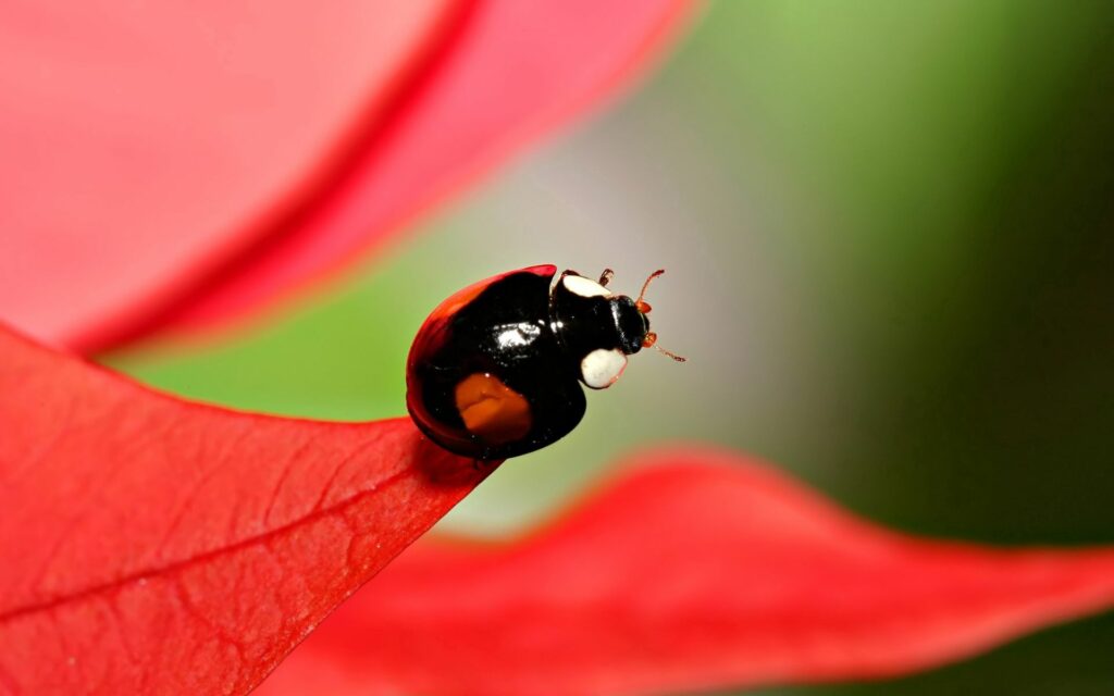 Vibrant Ladybug Close-Up Wallpaper on Red Leaf with Greenery