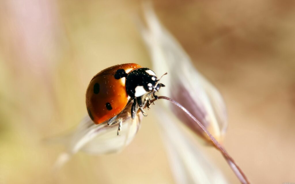 Vibrant Ladybug Close-Up Wallpaper on Delicate Stem