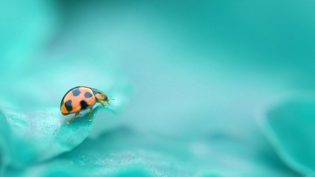 Vibrant Ladybug on Teal Leaf - Nature-Inspired Wallpaper Background