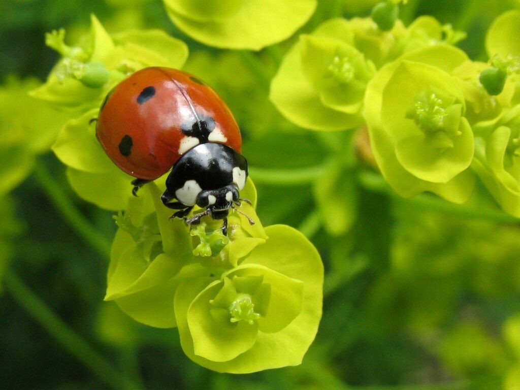 Vibrant Ladybug Close-Up on Bright Green Plants - Wallpaper Background
