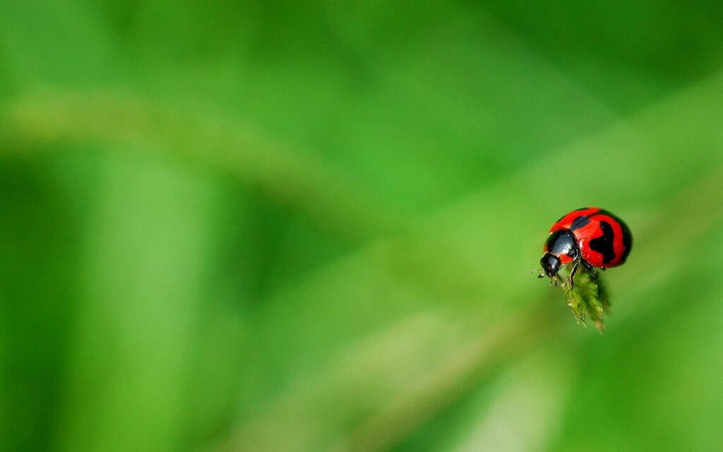 Vibrant Ladybug Close-Up on Grass | Nature Wallpaper Background