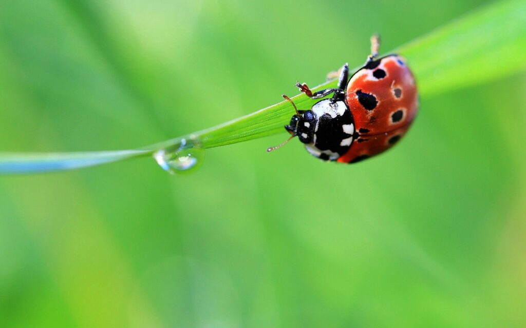 Vibrant Ladybug on Grass: Stunning Summer Wallpaper Background