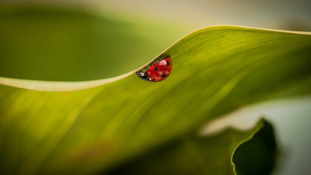 Vibrant Ladybug on Leaf - Stunning Nature Wallpaper Background