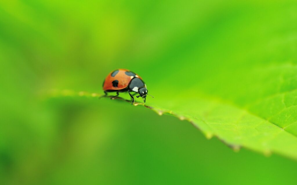 Vibrant Ladybug on Green Leaf: Stunning Wallpaper Background