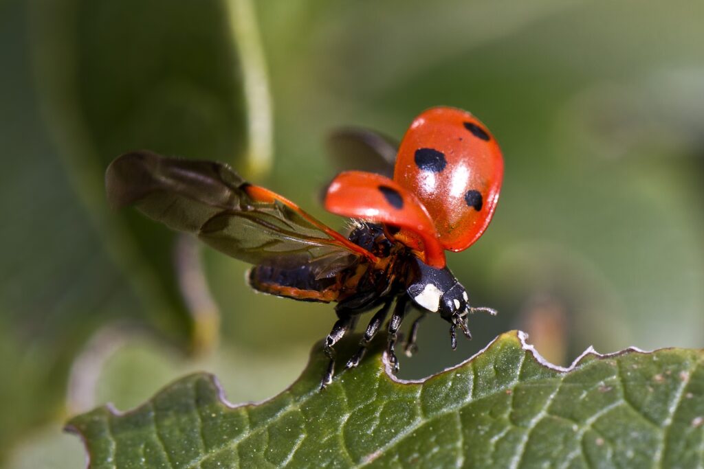 Vibrant Ladybug Close-Up on Green Leaf - Stunning Wallpaper Background