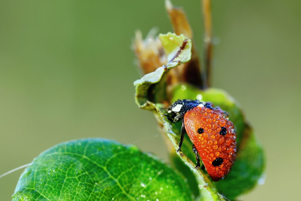 Fresh Ladybug Close-Up with Dew on Leaf - Nature Wallpaper Background