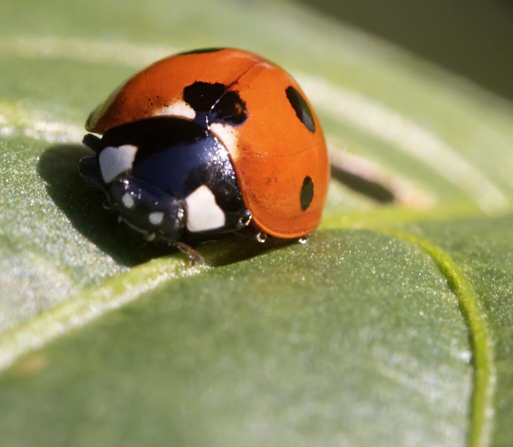 Vibrant Ladybug on Leaf: Macro Shot with Dew Drops Wallpaper